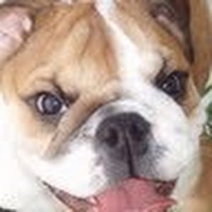 Meet your Posher, Albert